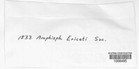 Amphisphaeria ericeti image